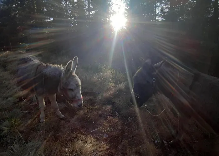 度假居 Schoenberghuette By Interhome 拉赫陶