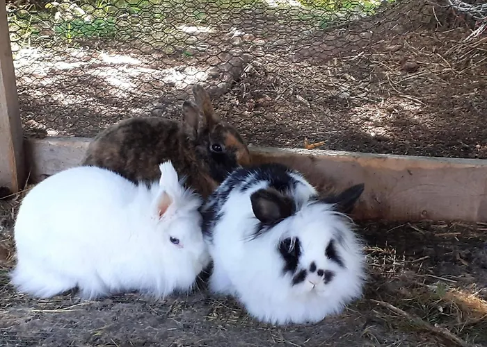 Schoenberghuette By Interhome Lachtal