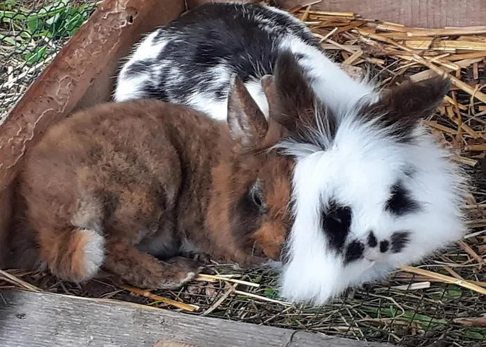 Schoenberghuette By Interhome * Lachtal